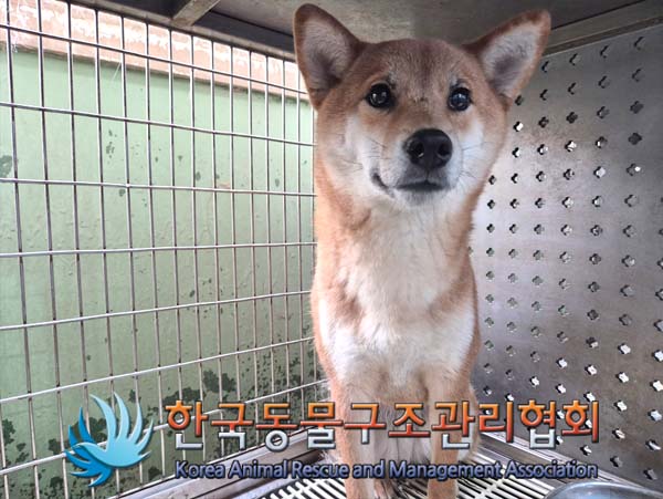 한국동물구조관리협회_441559202500133
