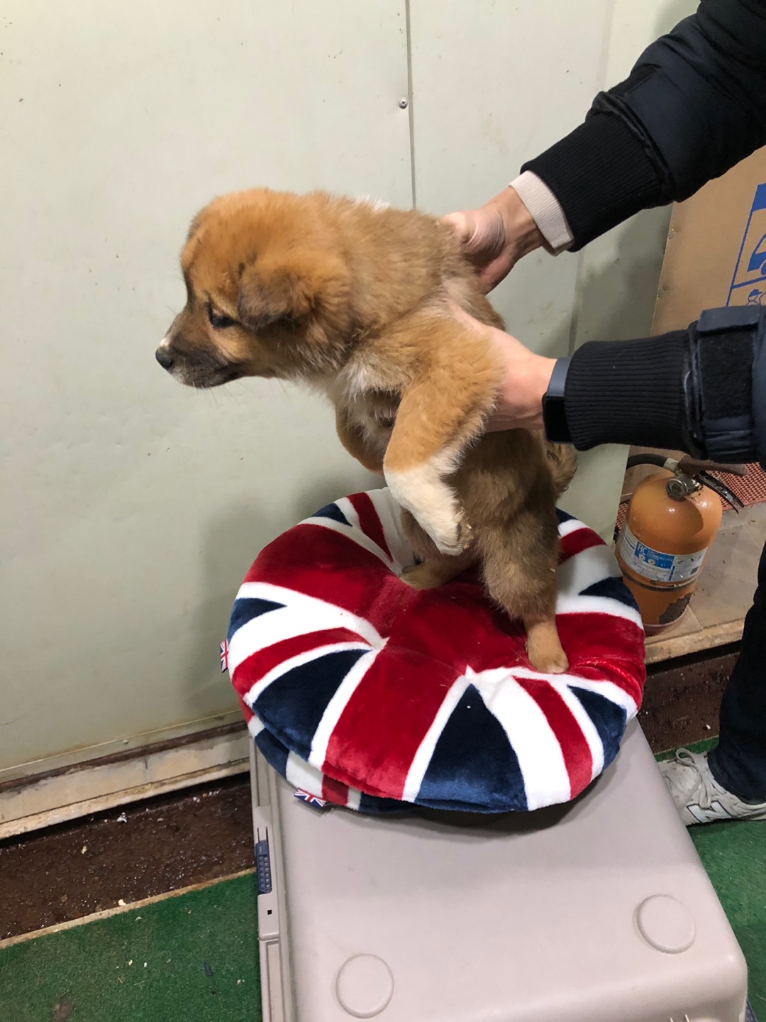 디디동물병원_428357202500116