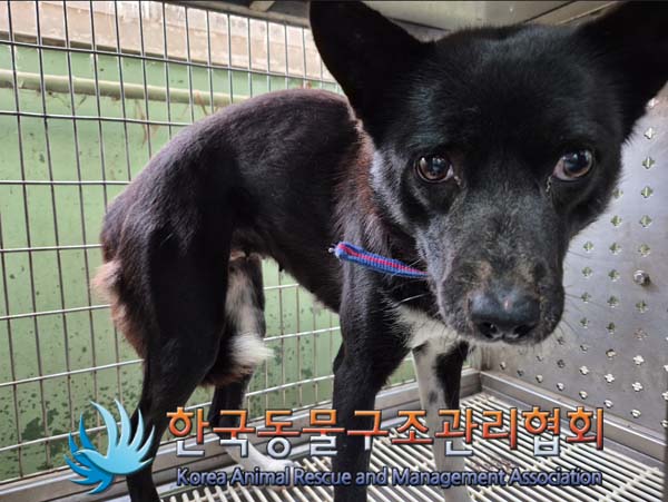한국동물구조관리협회_441406202500117