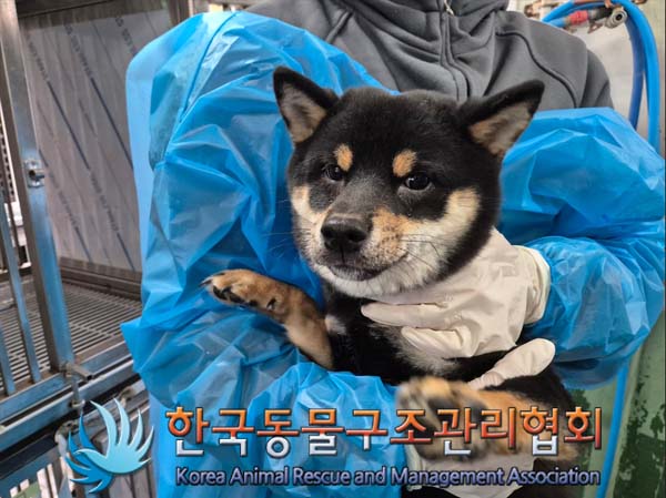 한국동물구조관리협회_441406202500114