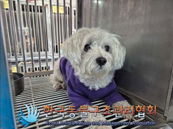 한국동물구조관리협회_411318202500021
