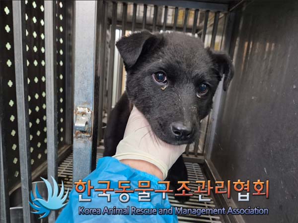 한국동물구조관리협회_441406202500113