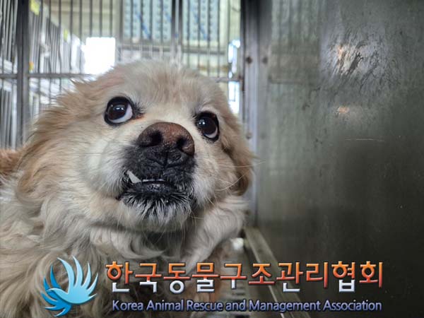 한국동물구조관리협회_441406202500115
