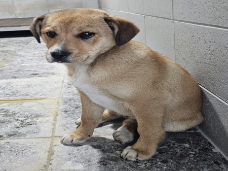 원주시동물보호센터_442419202500126