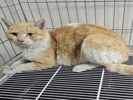 원주시동물보호센터_442419202500123