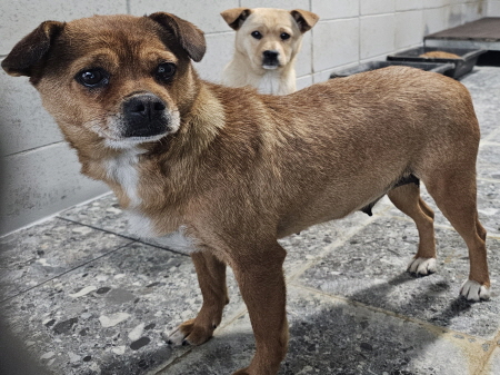 원주시동물보호센터_442419202500124
