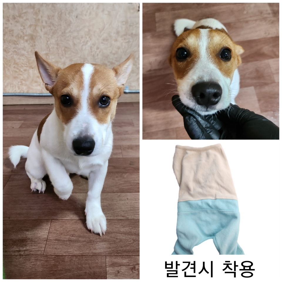 예산임시동물보호센터_444461202500023