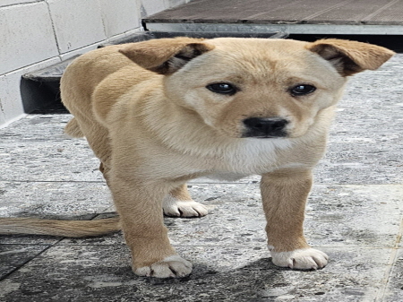 원주시동물보호센터_442419202500125
