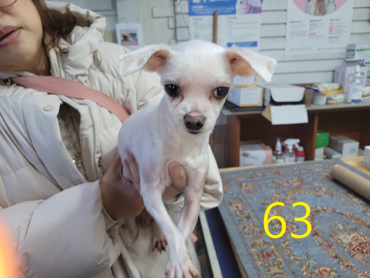 신영재동물병원_428355202500063