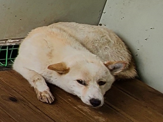 영천유기동물보호센터_447510202500079