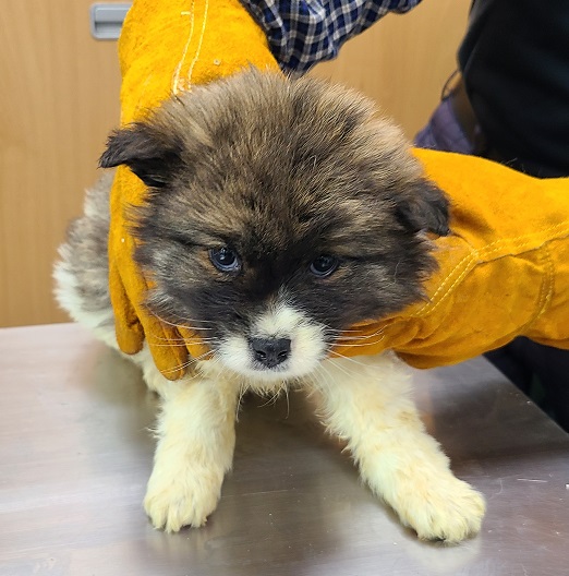 영천유기동물보호센터_447510202500081
