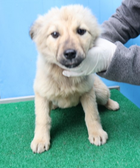 제주 동물보호센터_450650202500476