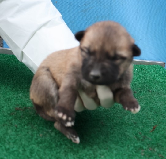 제주 동물보호센터_450650202500468