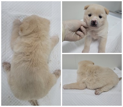 논산시 동물보호센터_444454202500142