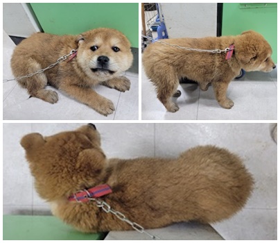 논산시 동물보호센터_444454202500144