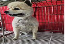 (사)동물보호관리협회_448535202500111