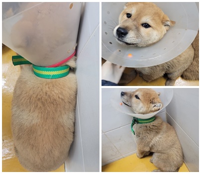 논산시 동물보호센터_444454202500146
