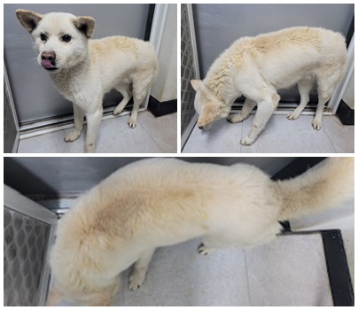 논산시 동물보호센터_444454202500136