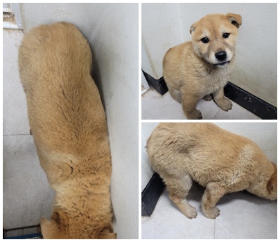 논산시 동물보호센터_444454202500145