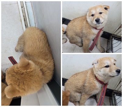 논산시 동물보호센터_444454202500147