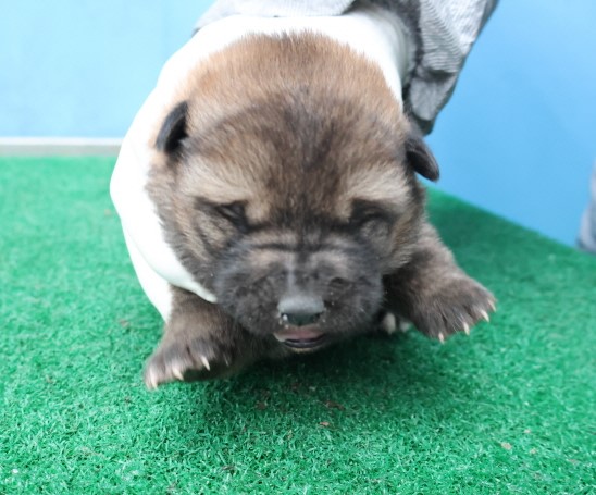 제주 동물보호센터_450650202500465