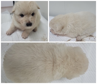 논산시 동물보호센터_444454202500143
