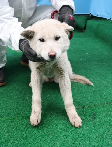 제주 동물보호센터_450650202500470