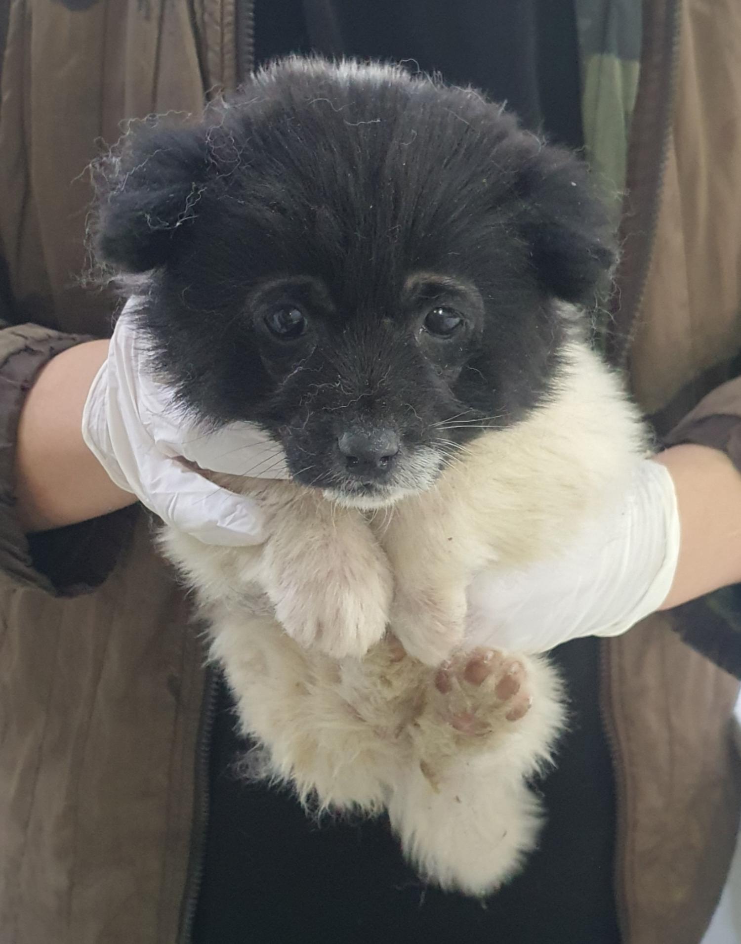 인천수의사회유기동물_428358202500011