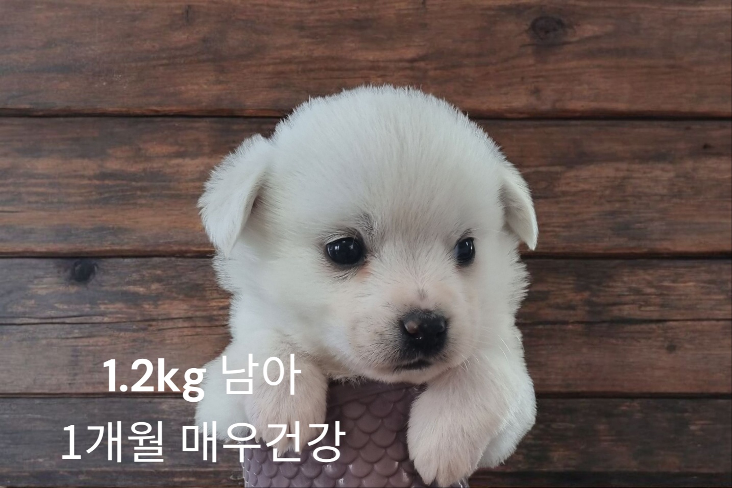 [개] 엄마는 치와와 경북-성주-2025-00091 유기동물 배경 이미지 입니다.