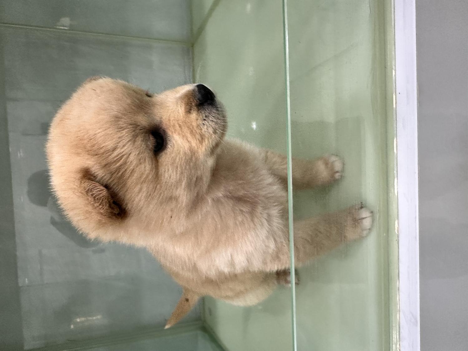 군산유기동물보호센터_445467202500182
