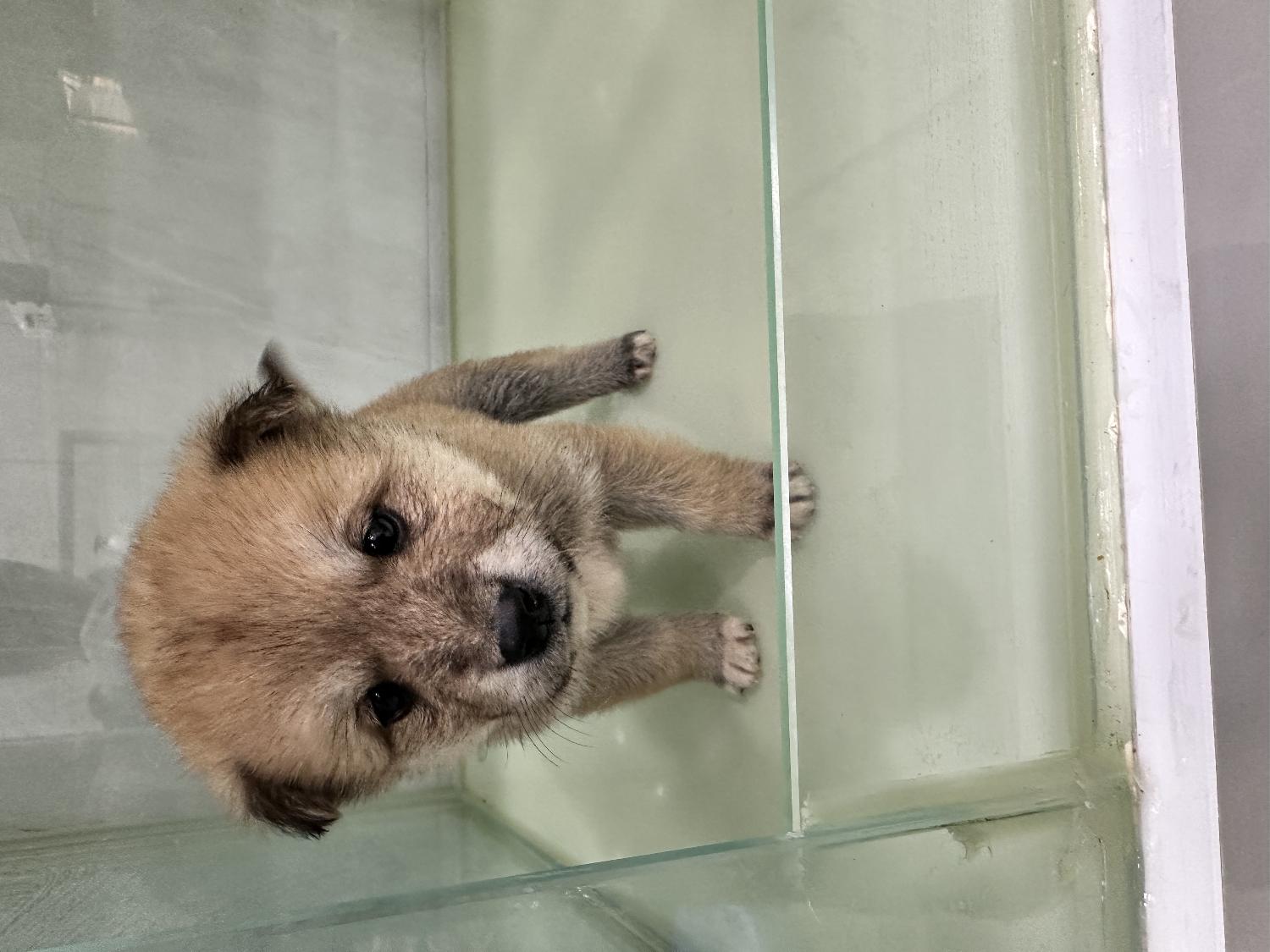 군산유기동물보호센터_445467202500180