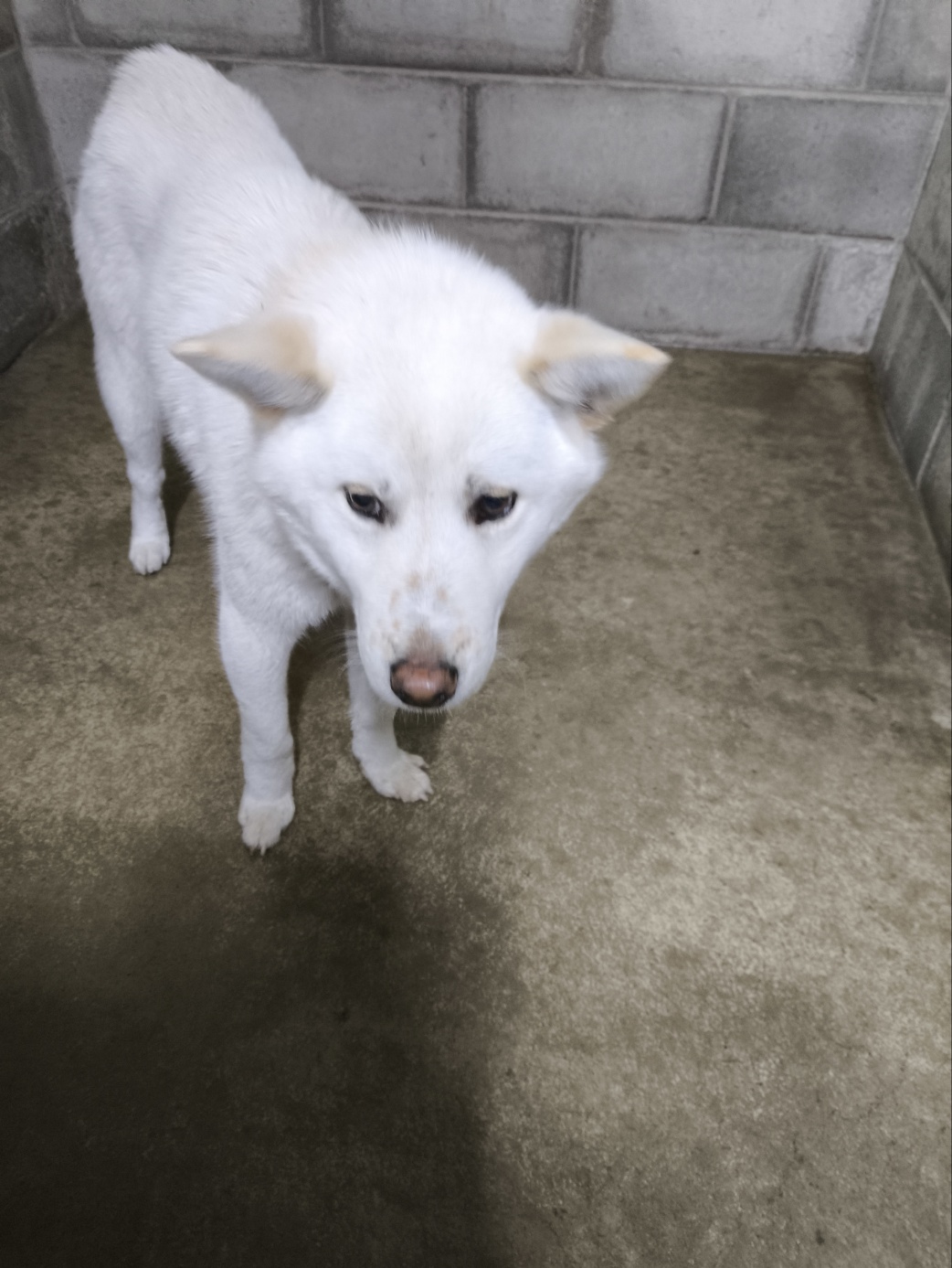 군산유기동물보호센터_445467202500188