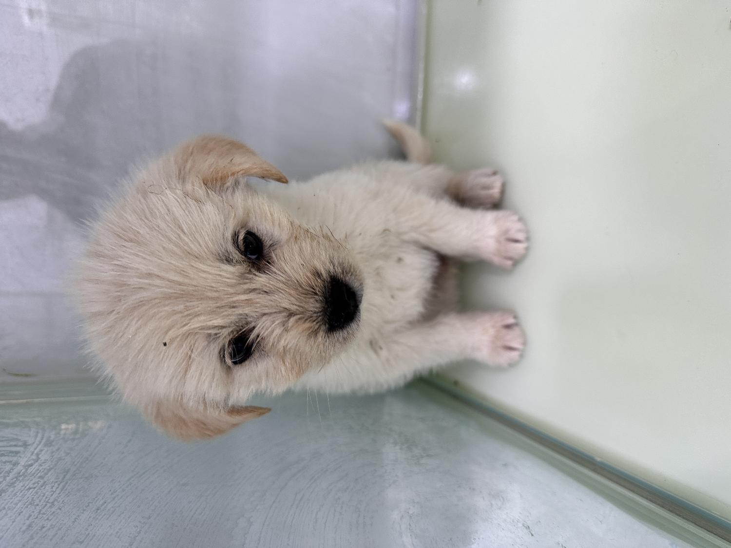 군산유기동물보호센터_445467202500187