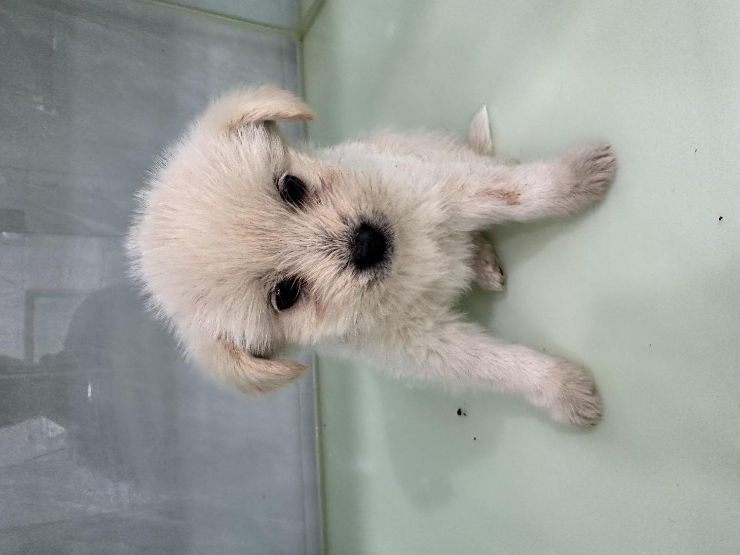 군산유기동물보호센터_445467202500186