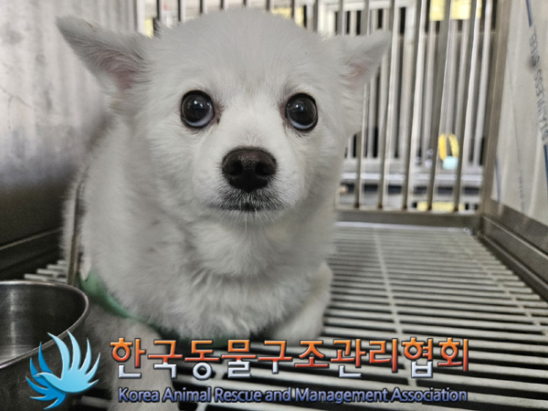 한국동물구조관리협회_411304202500062