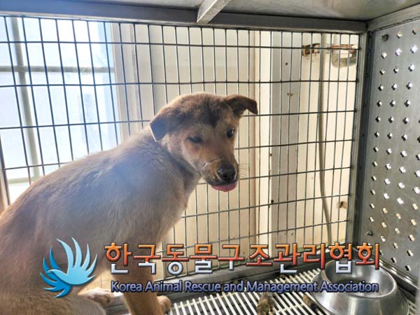 한국동물구조관리협회_441392202500034