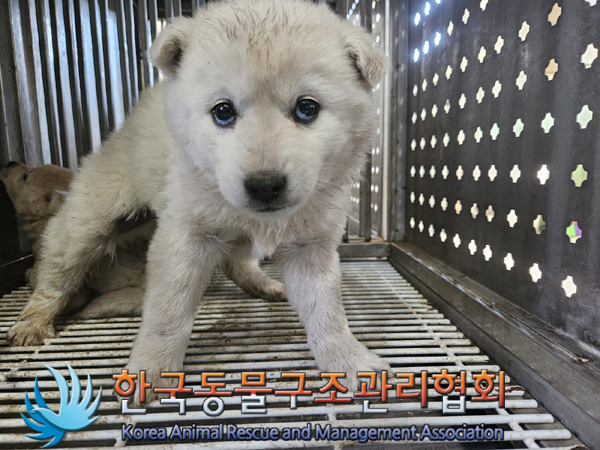 한국동물구조관리협회_441409202500283