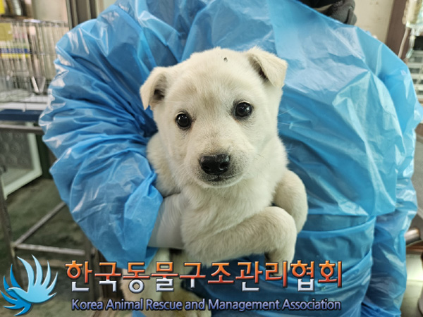 한국동물구조관리협회_441409202500280