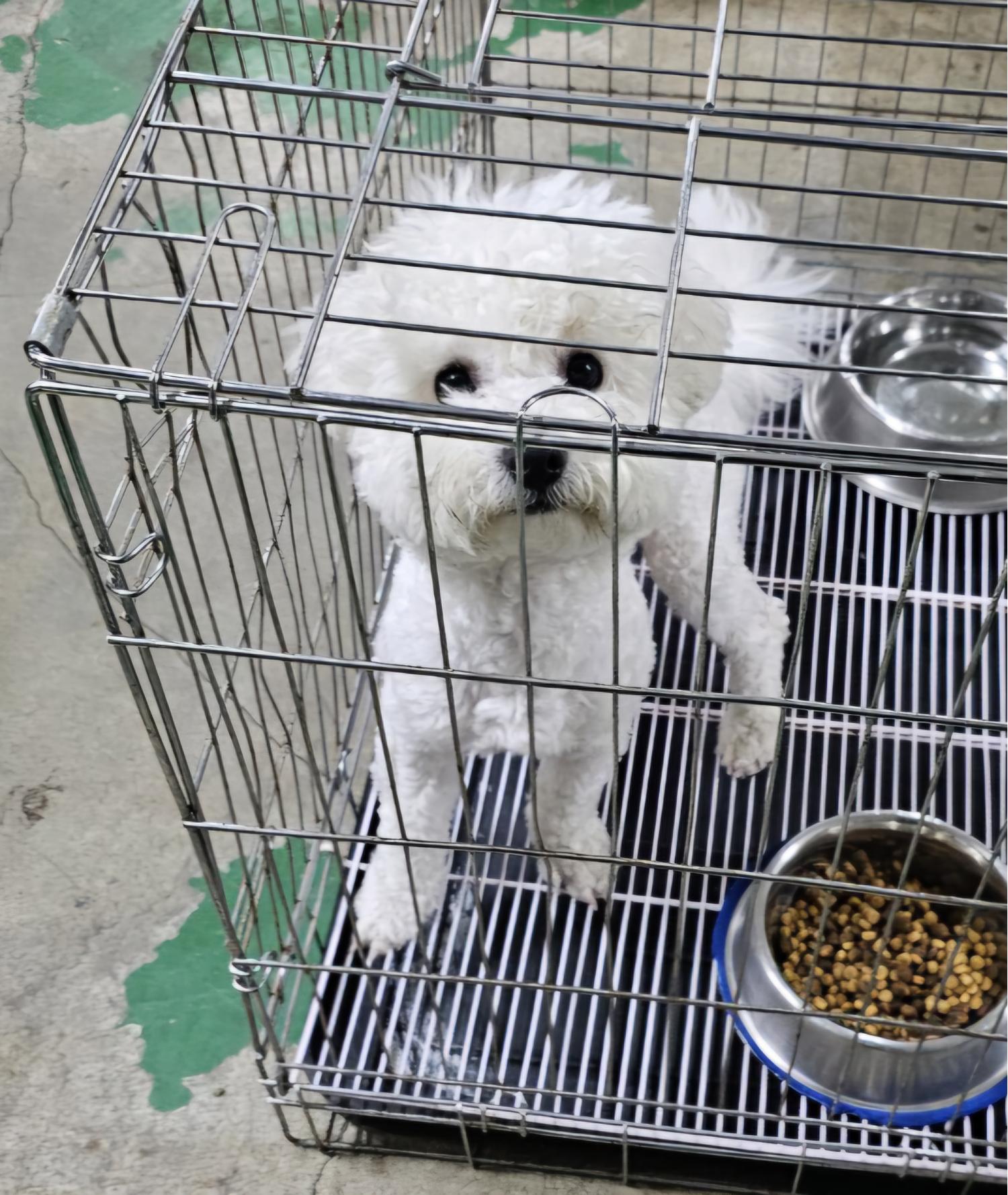 아산동물복지지원센터_444452202500315