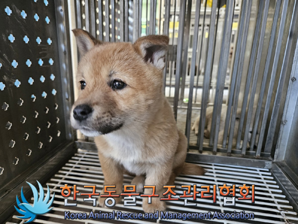 한국동물구조관리협회_441559202500140
