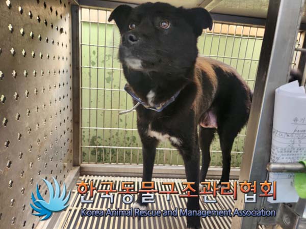 한국동물구조관리협회_441559202500141