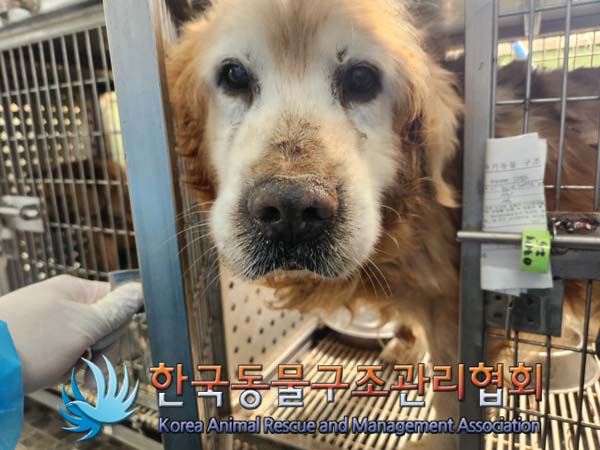 한국동물구조관리협회_441409202500287