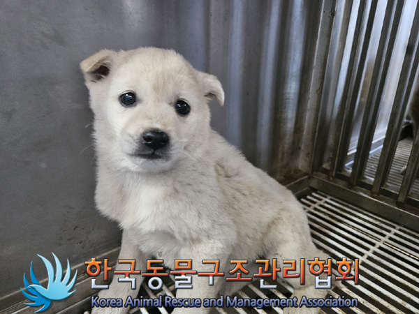한국동물구조관리협회_441409202500284