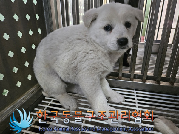 한국동물구조관리협회_441409202500279