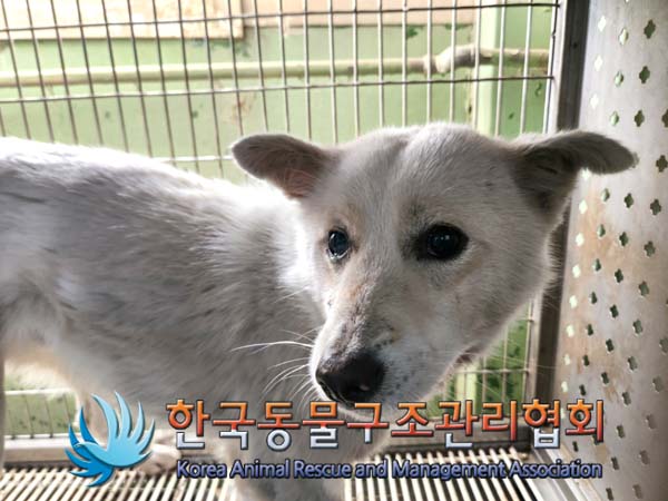 한국동물구조관리협회_441560202500207