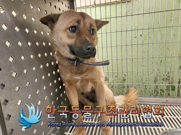 한국동물구조관리협회_441559202500142