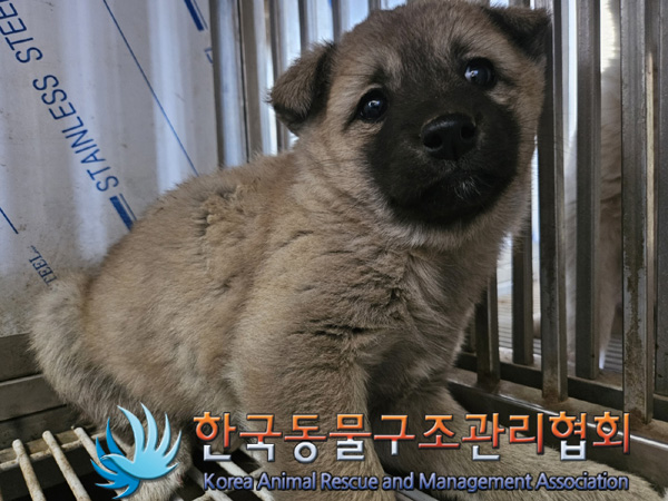 한국동물구조관리협회_441409202500282