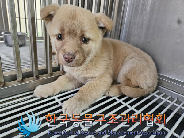 한국동물구조관리협회_441559202500135