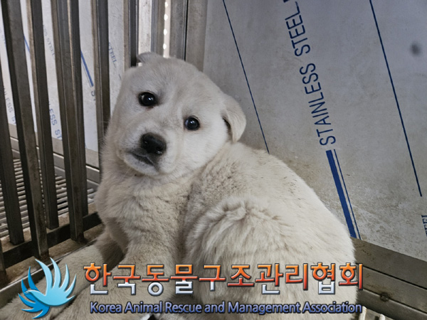 한국동물구조관리협회_441409202500281