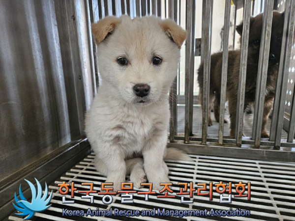 한국동물구조관리협회_441559202500137